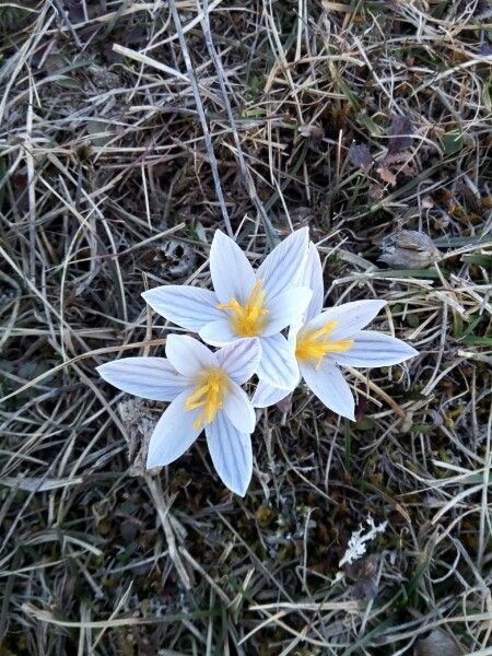 Crocus variegatus flower
