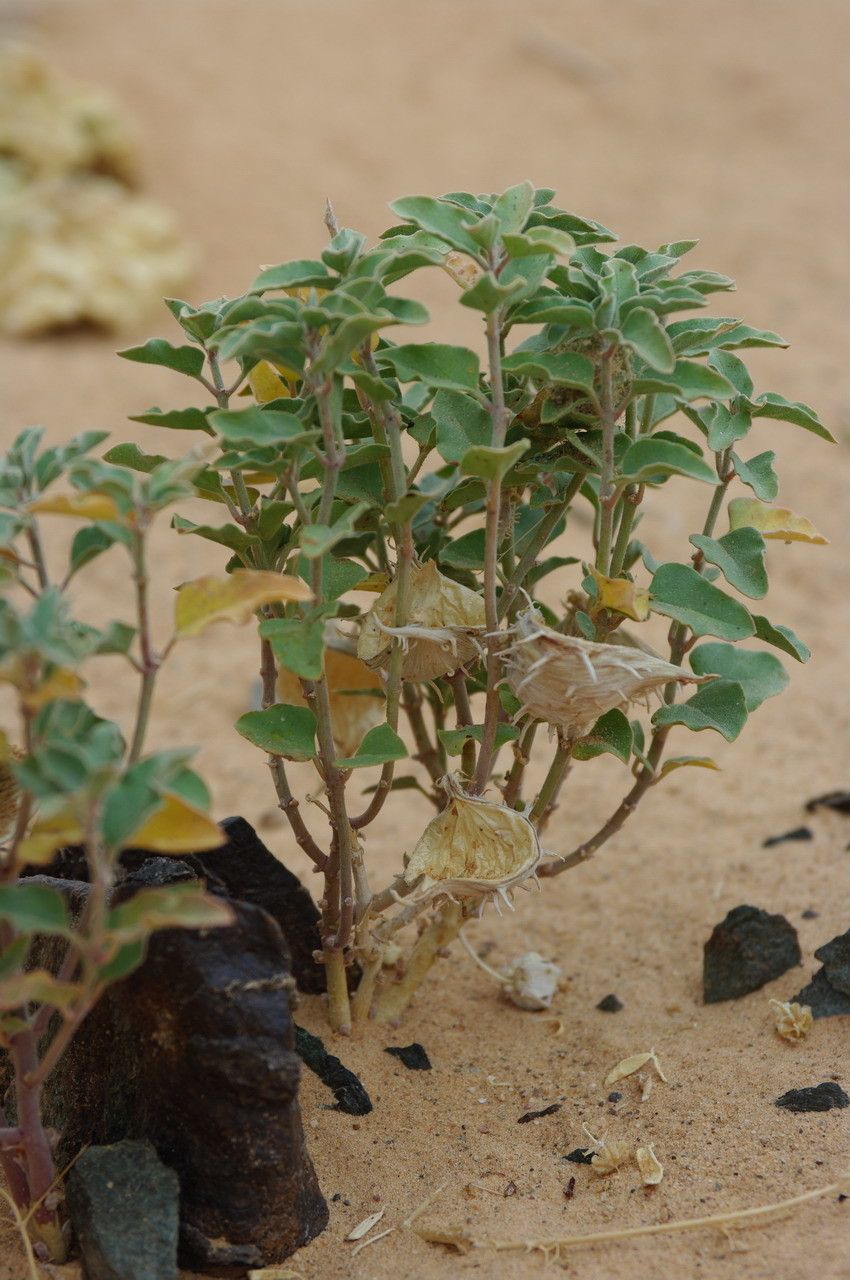 Cynanchum boveanum habit