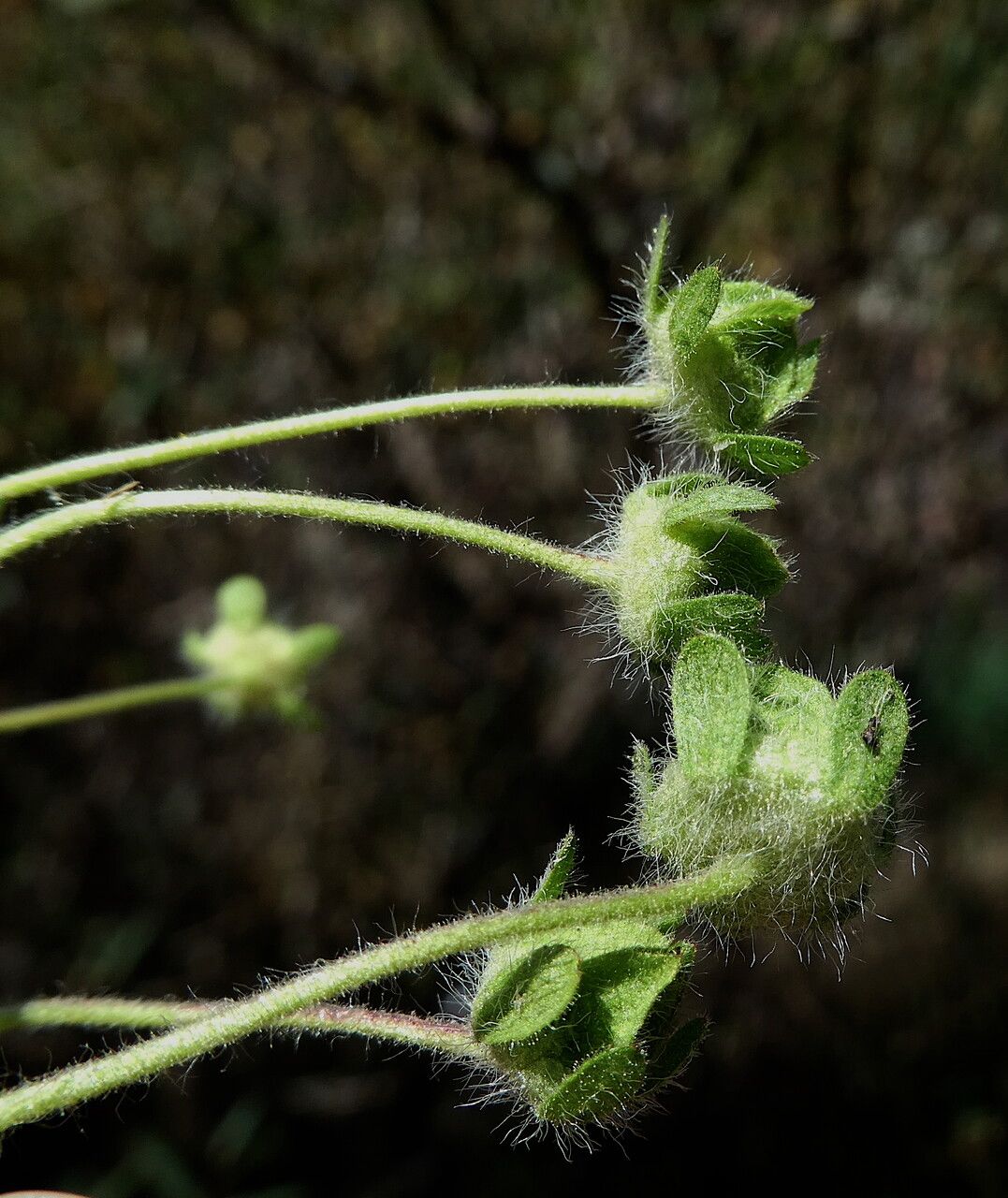 Potentilla tabernaemontani fruit