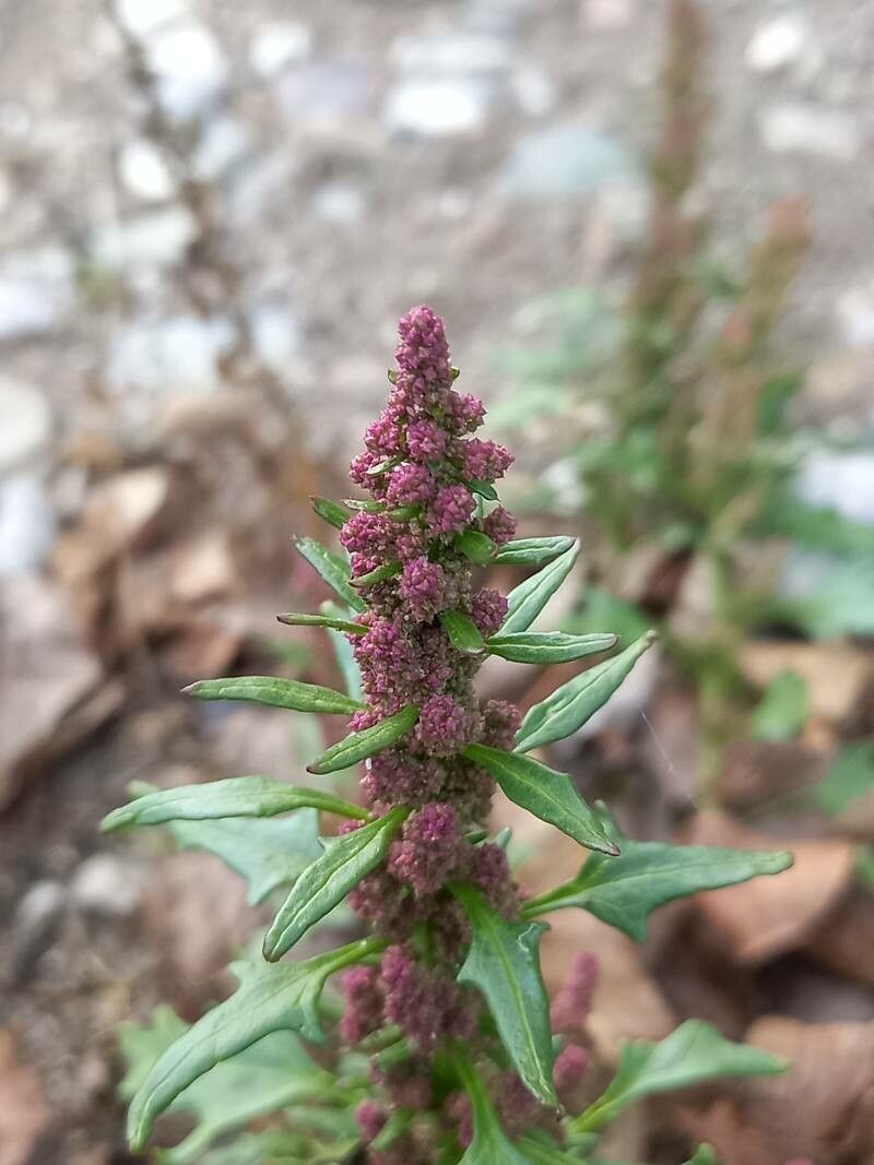 Oxybasis rubra flower
