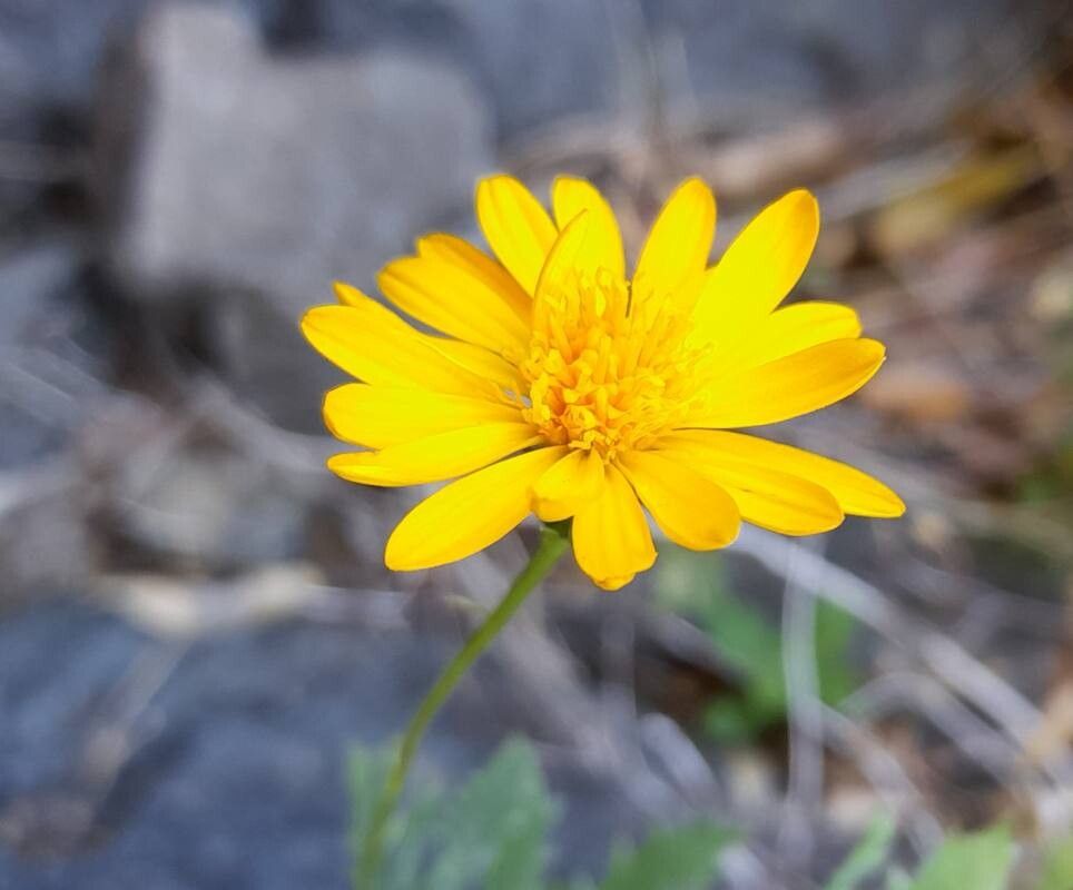 Grindelia patagonica flower