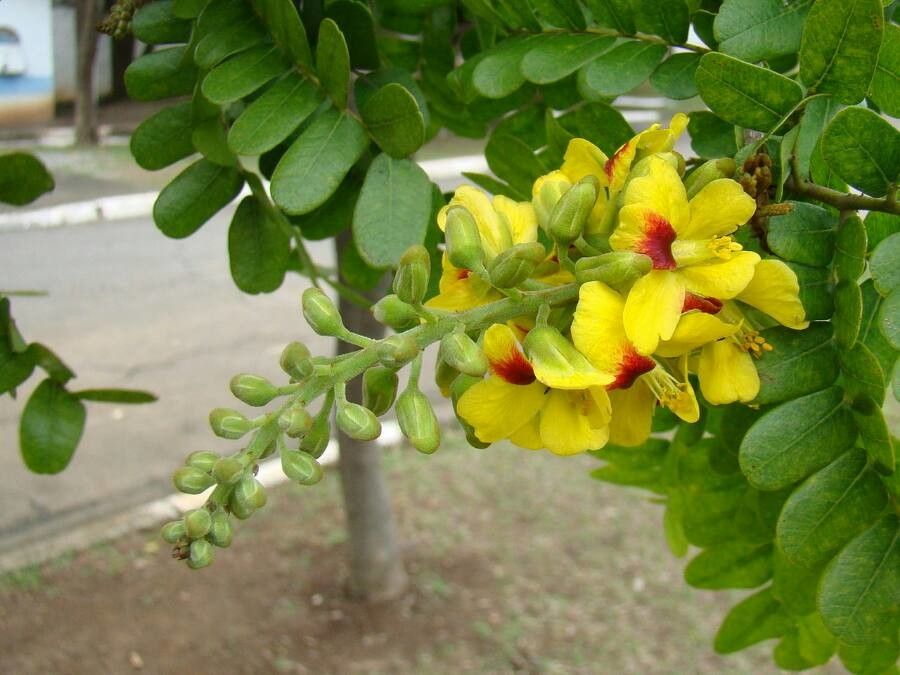 Caesalpinia echinata flower