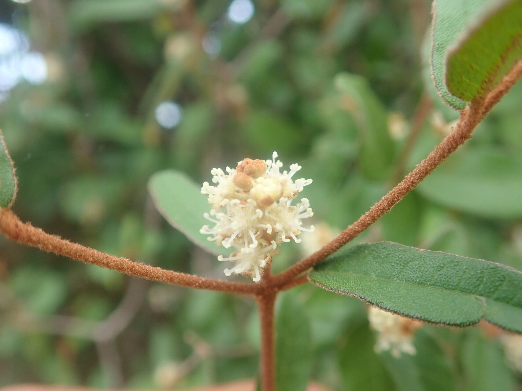 Croton ambovombensis flower