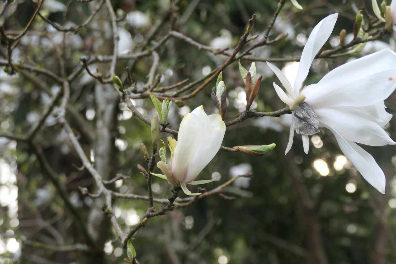 Magnolia salicifolia leaf