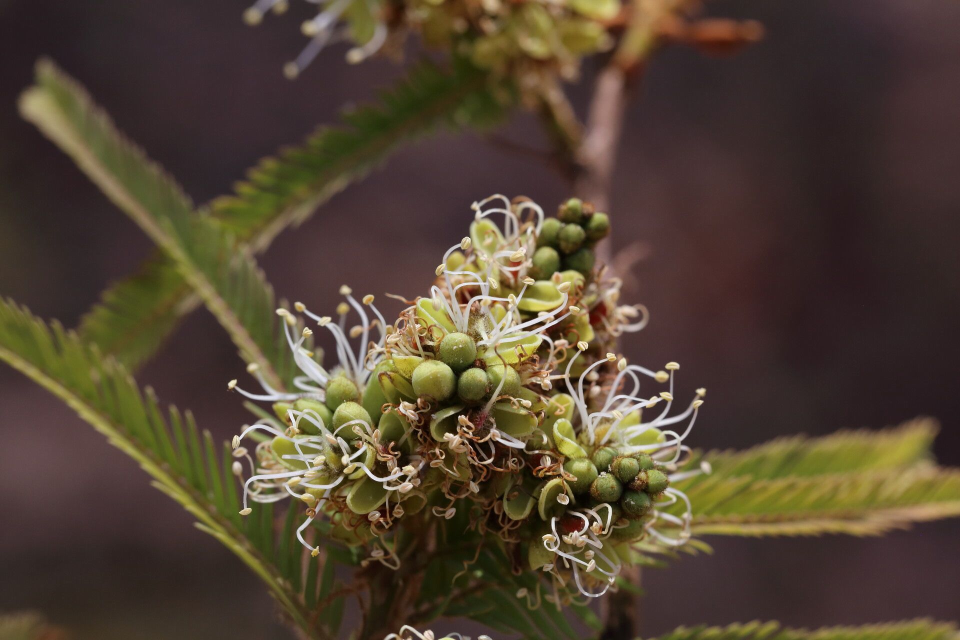 Brachystegia taxifolia flower
