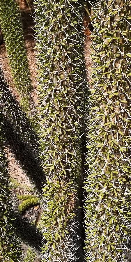 Didierea trollii leaf