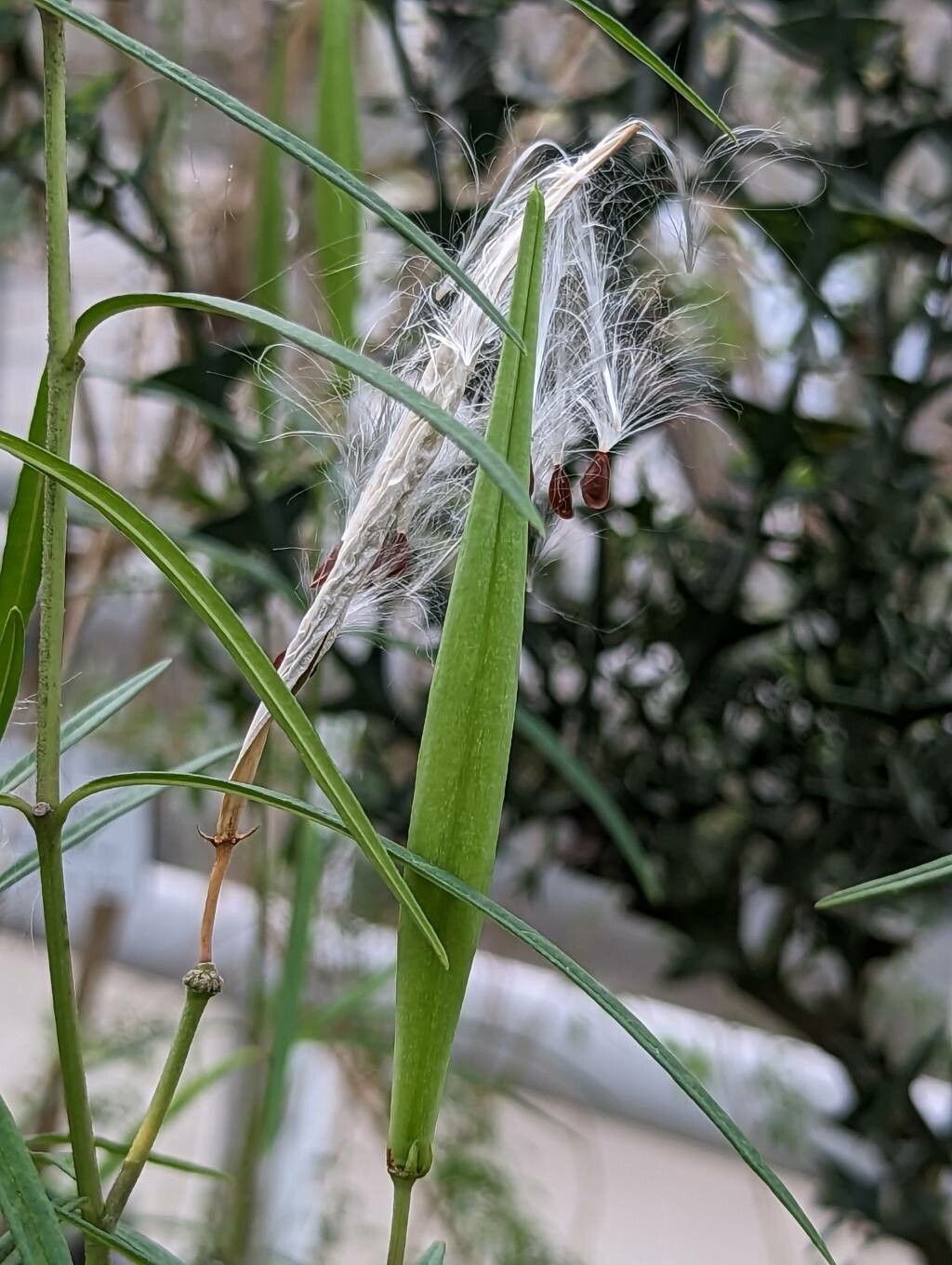 Asclepias angustifolia fruit