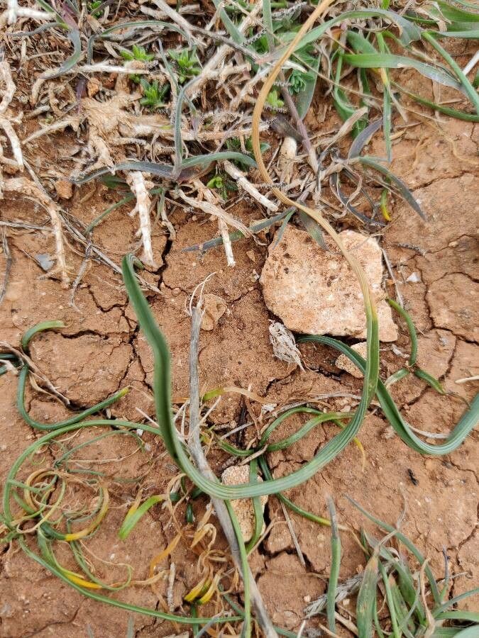 Romulea ramiflora — search result for 'Romulea'