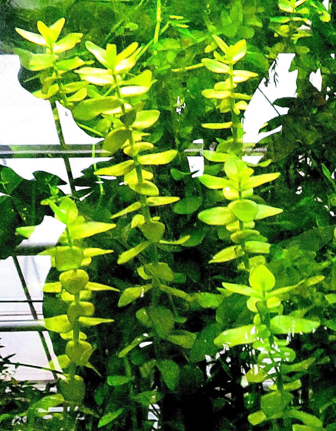 Ludwigia repens habit