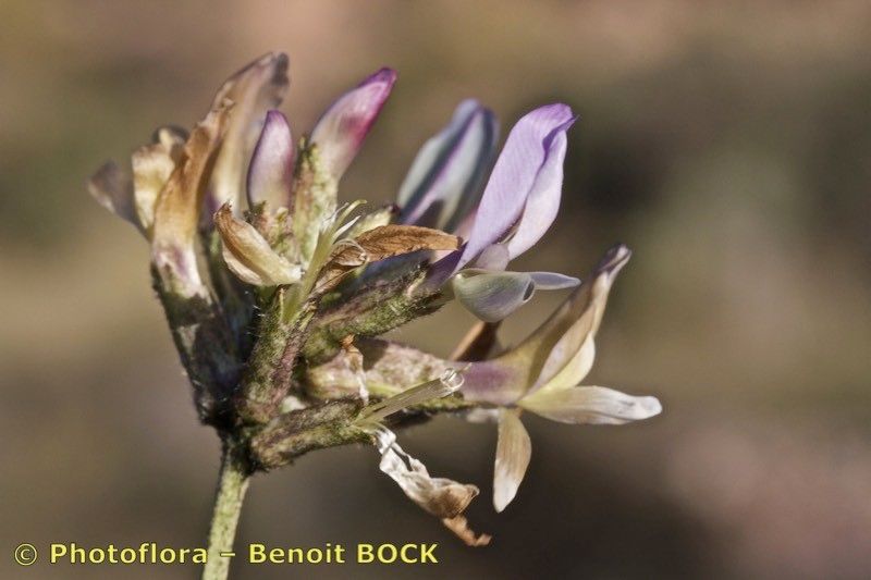 Astragalus hispanicus flower