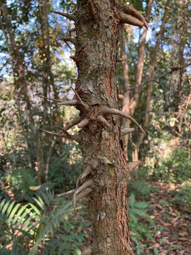 Cratoxylum formosum bark