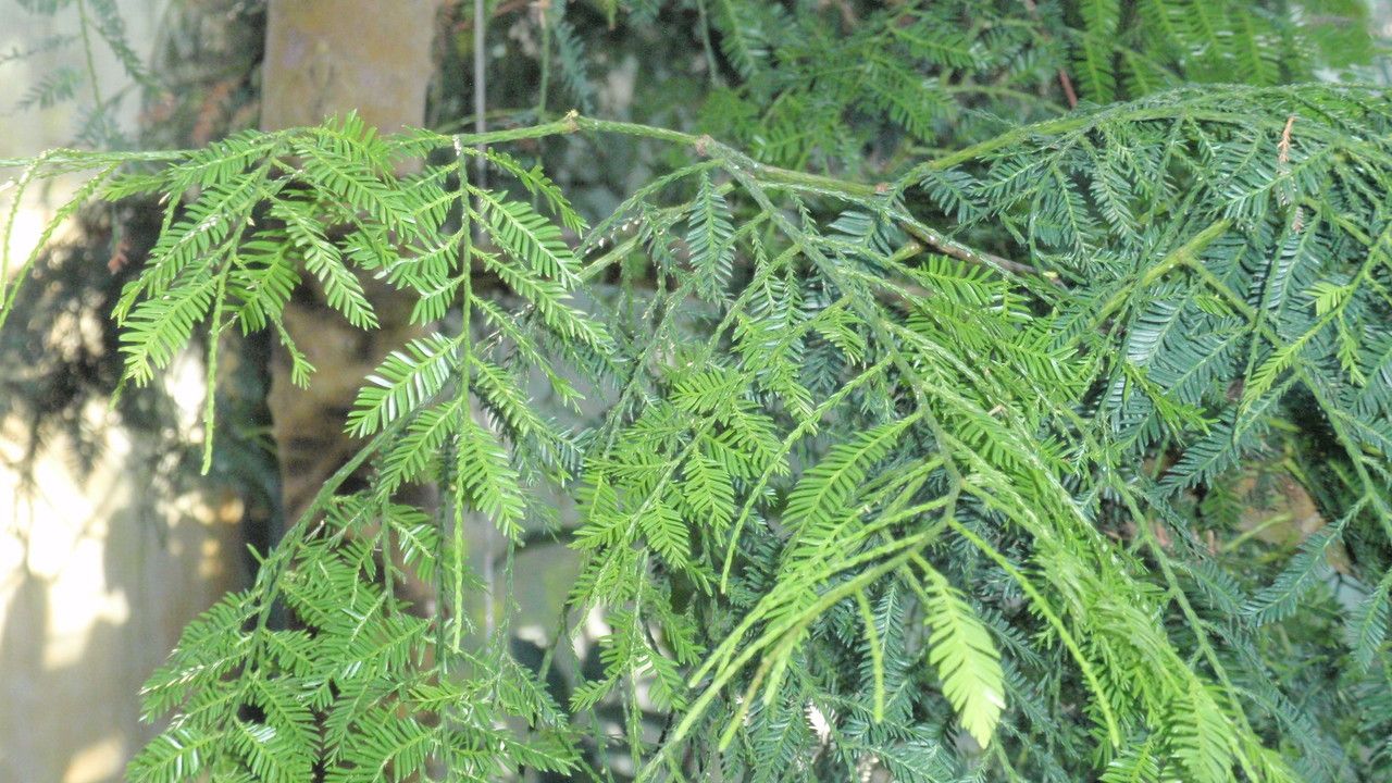 Falcatifolium falciforme leaf