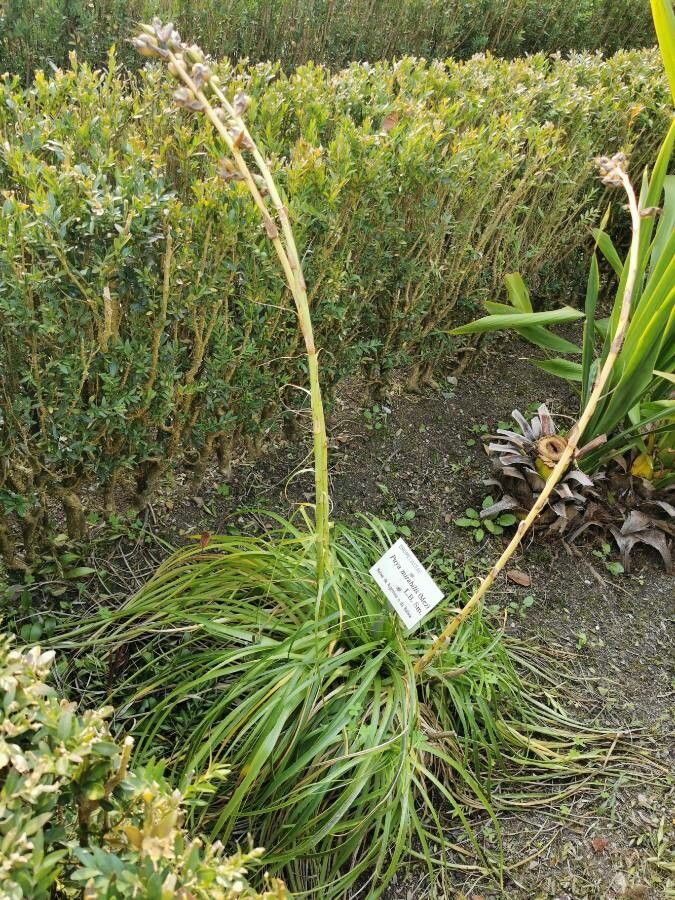 Puya mirabilis habit