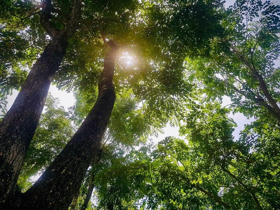 Polyscias crenata — search result for 'Polyscias'