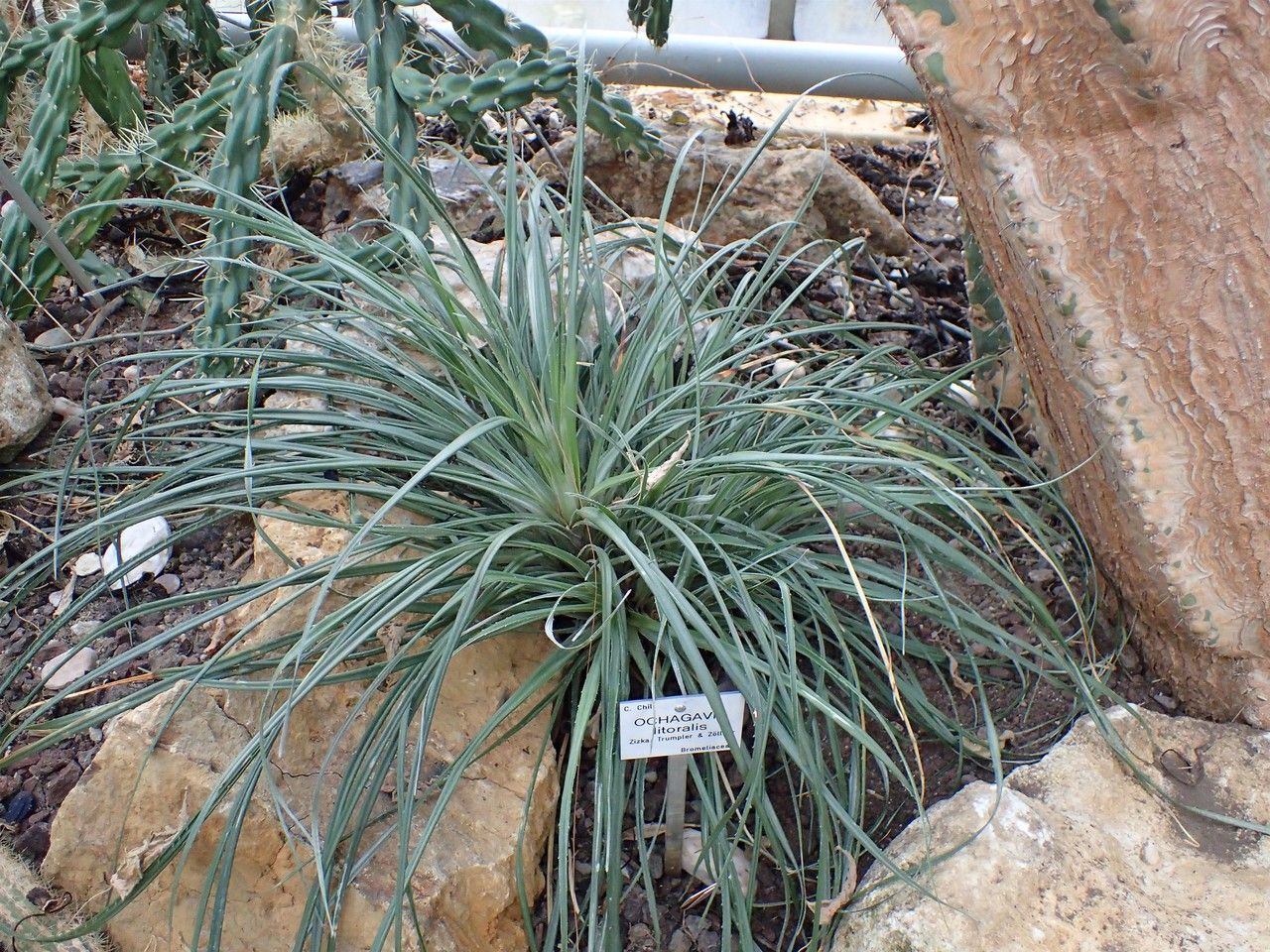Ochagavia litoralis habit