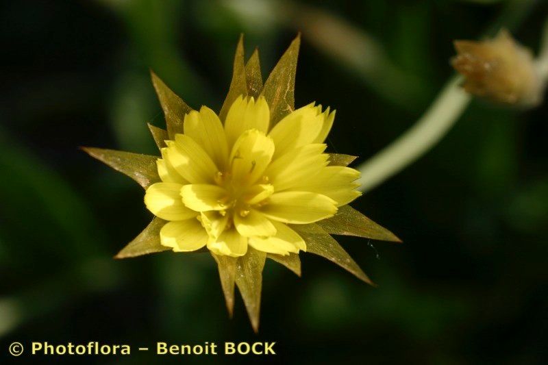 Catananche lutea flower