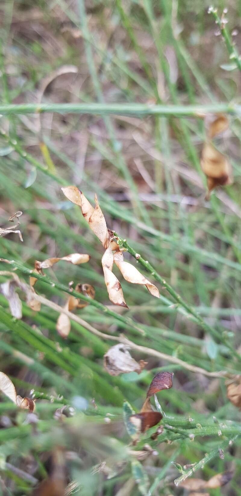Genista tinctoria fruit