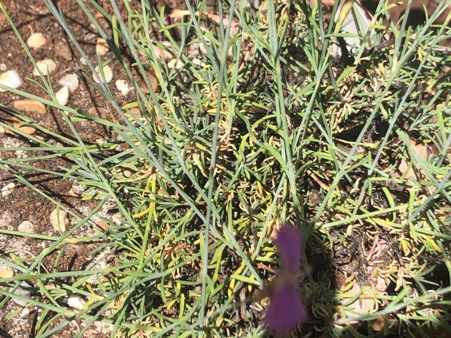 Dianthus lusitanus leaf