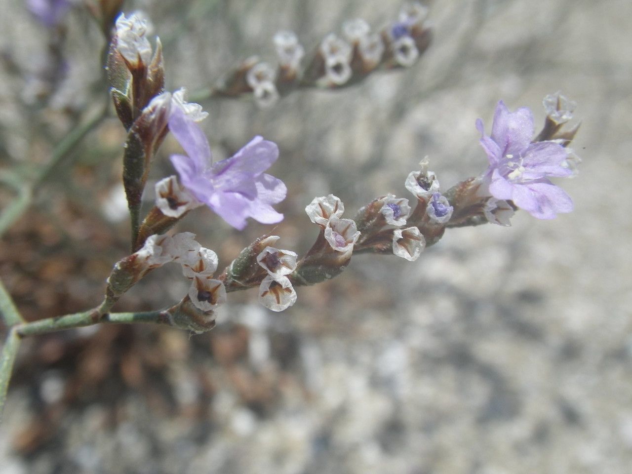 Limonium syracusanum flower