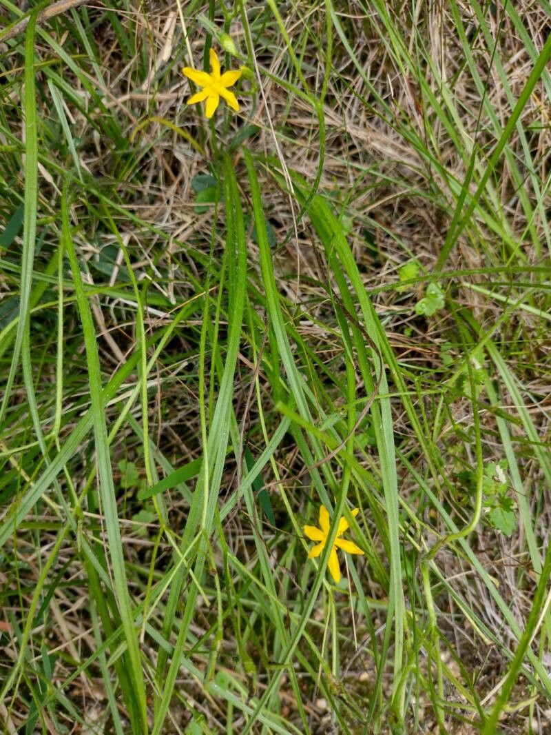 Hypoxis hygrometrica — search result for 'Hypoxis'