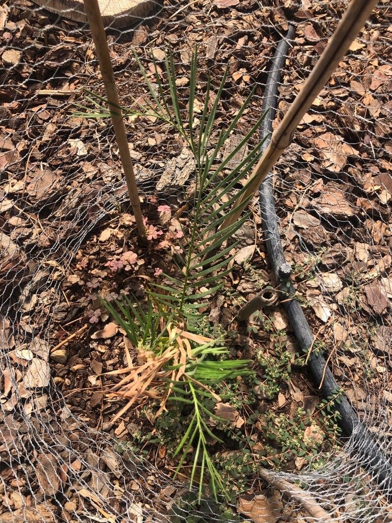 Macrozamia riedlei — search result for 'Zamiaceae'