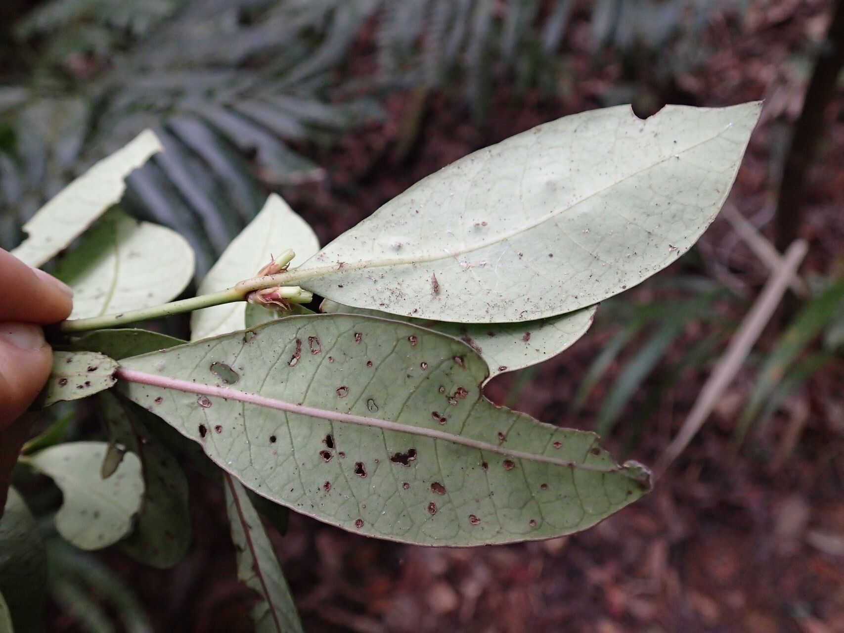 Psychotria microglossa leaf