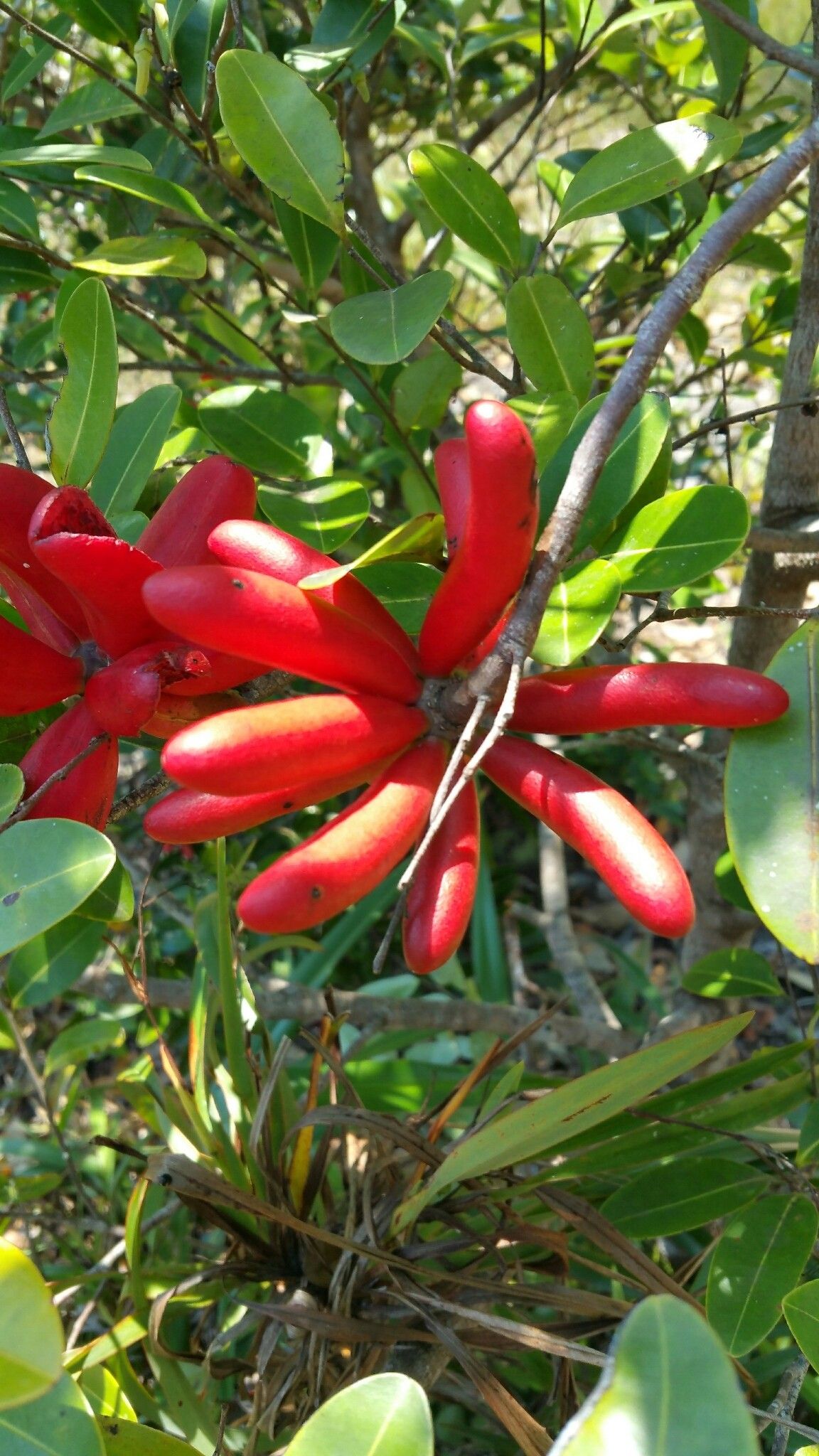 Xylopia humblotiana fruit