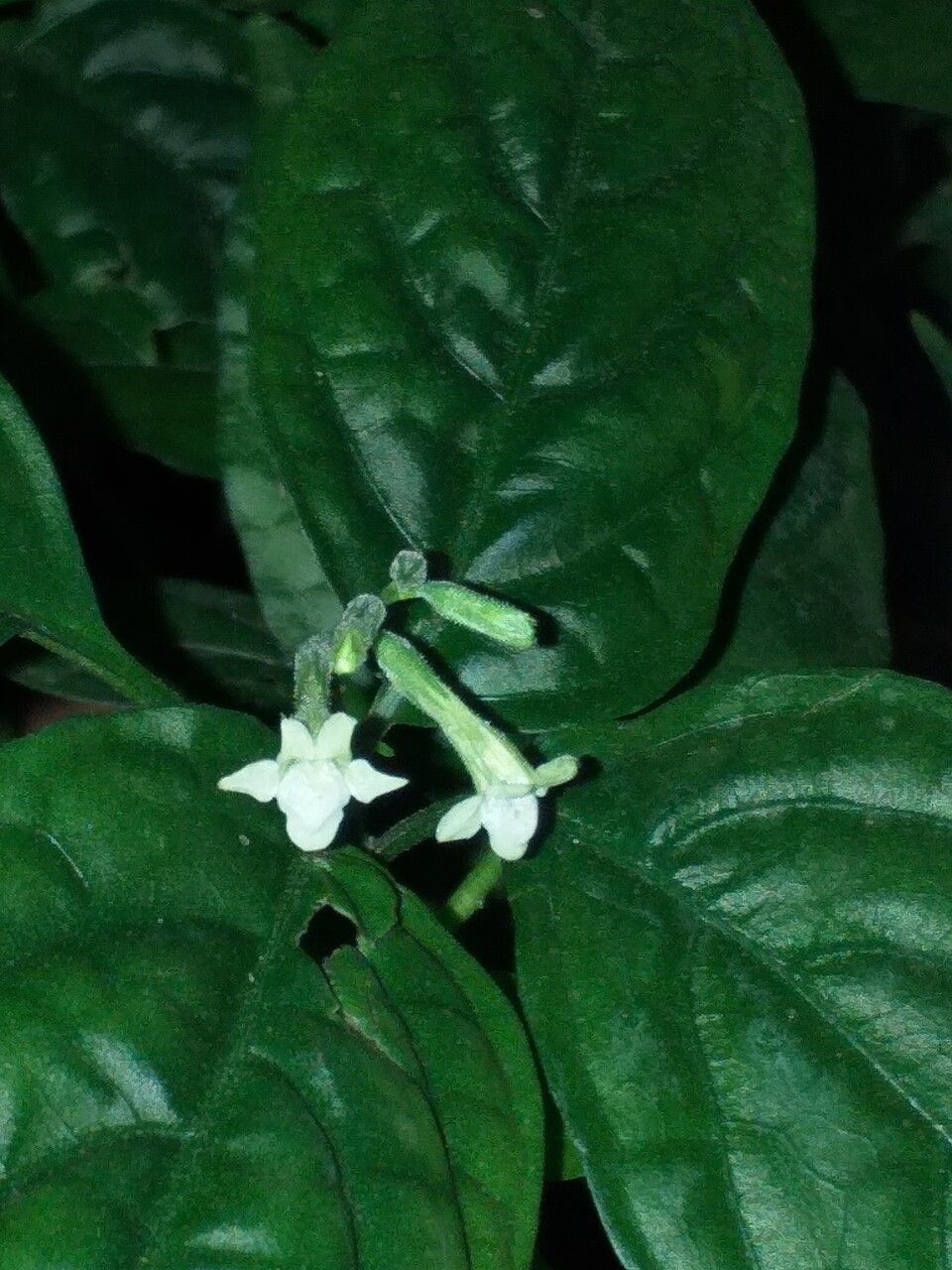 Pseuderanthemum subviscosum flower