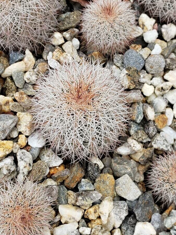 Echinocereus dasyacanthus leaf