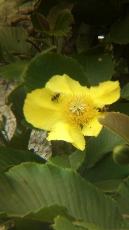 Dillenia ovata flower
