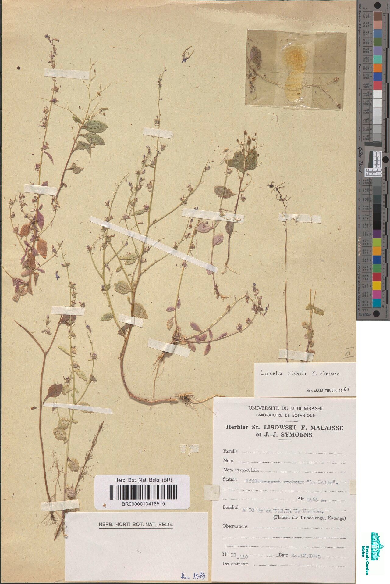 Lobelia rivalis — houseplant care guide