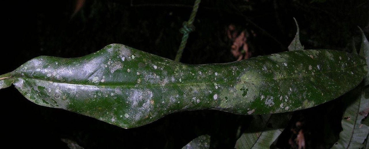 Philodendron ensifolium — houseplant care guide