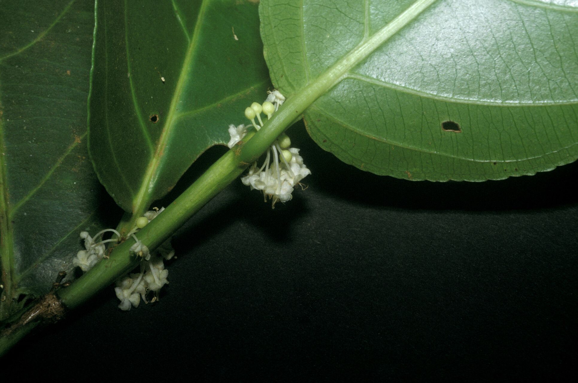 Casearia bicolor flower