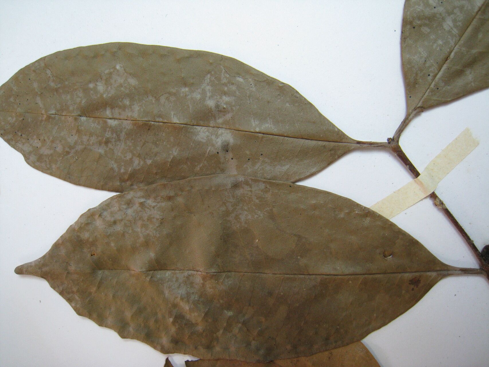 Eugenia coffeifolia other