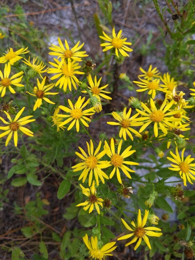 Chrysopsis subulata — related species from the same genus