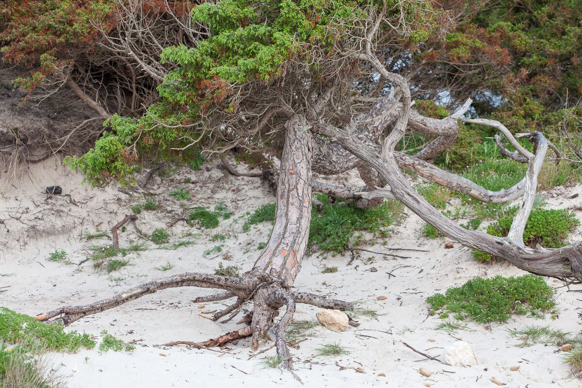 Juniperus macrocarpa bark