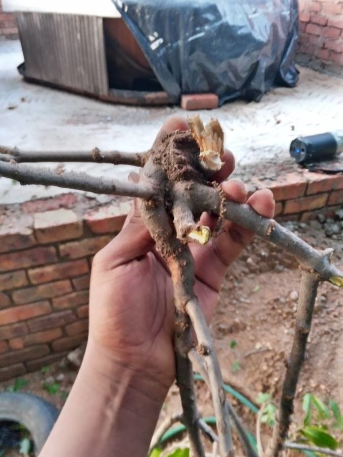 Epipactis africana bark