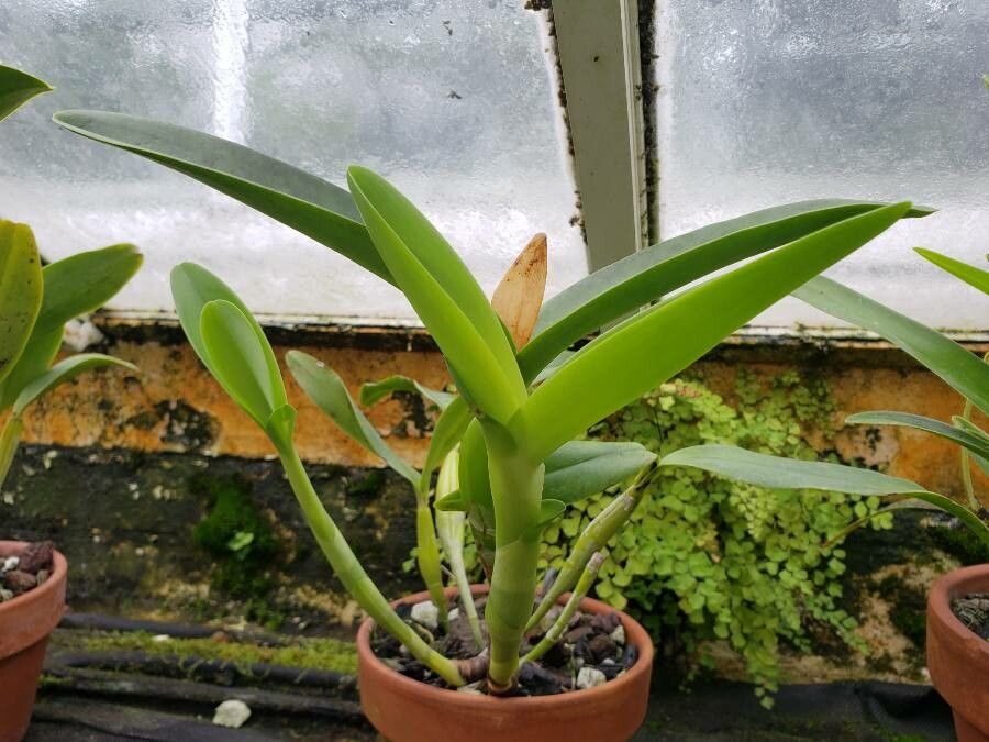 Guarianthe skinneri — search result for 'Panama'