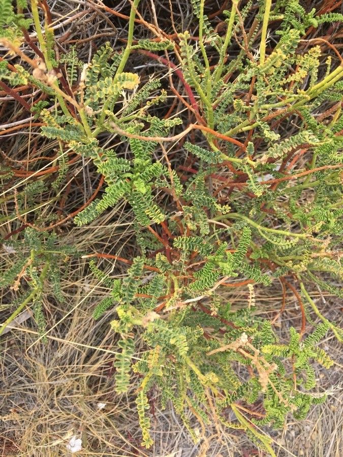 Adesmia boronioides other