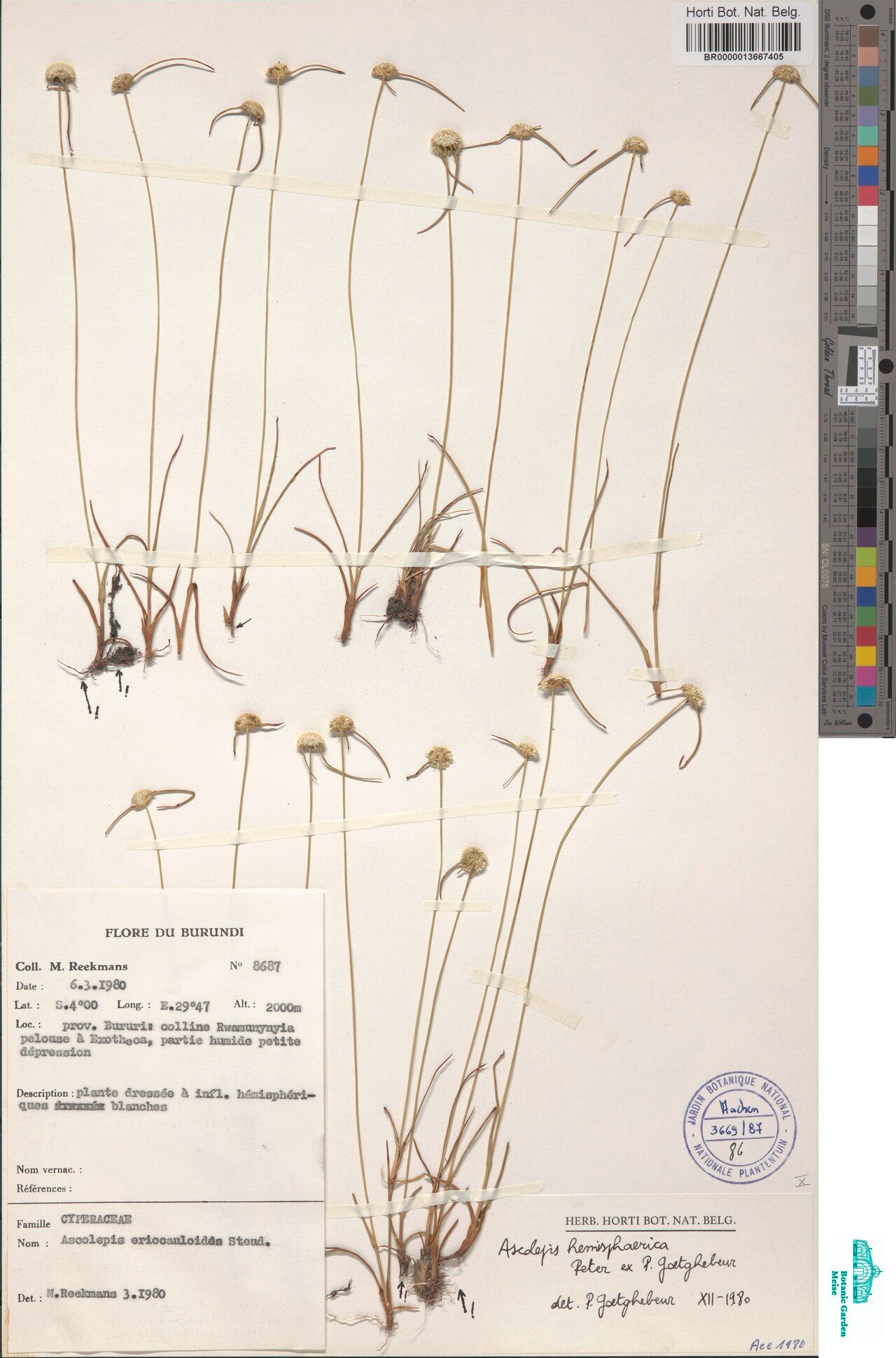 Cyperus ascohemisphaericus — houseplant care guide