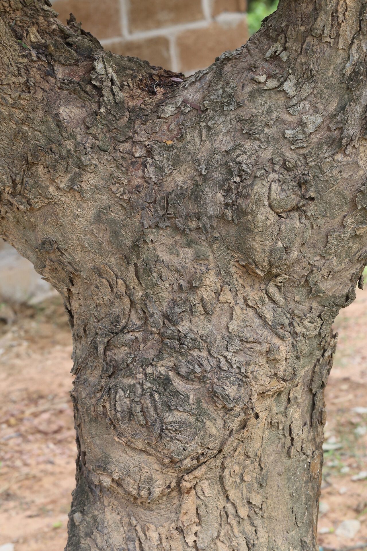 Brachystegia tamarindoides bark