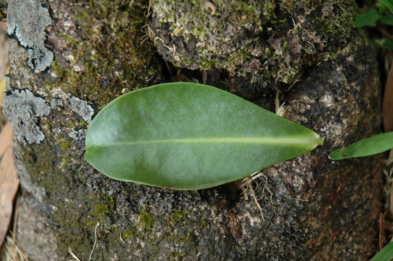 Myrsine lessertiana leaf