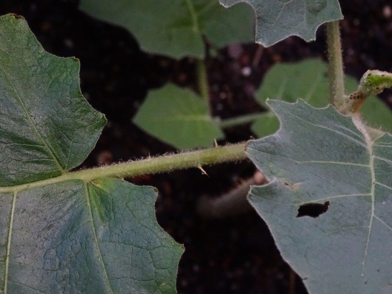 Solanum candidum bark