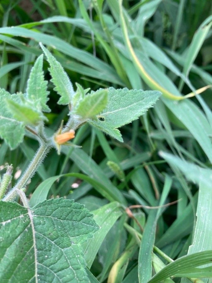 Mentzelia aspera flower