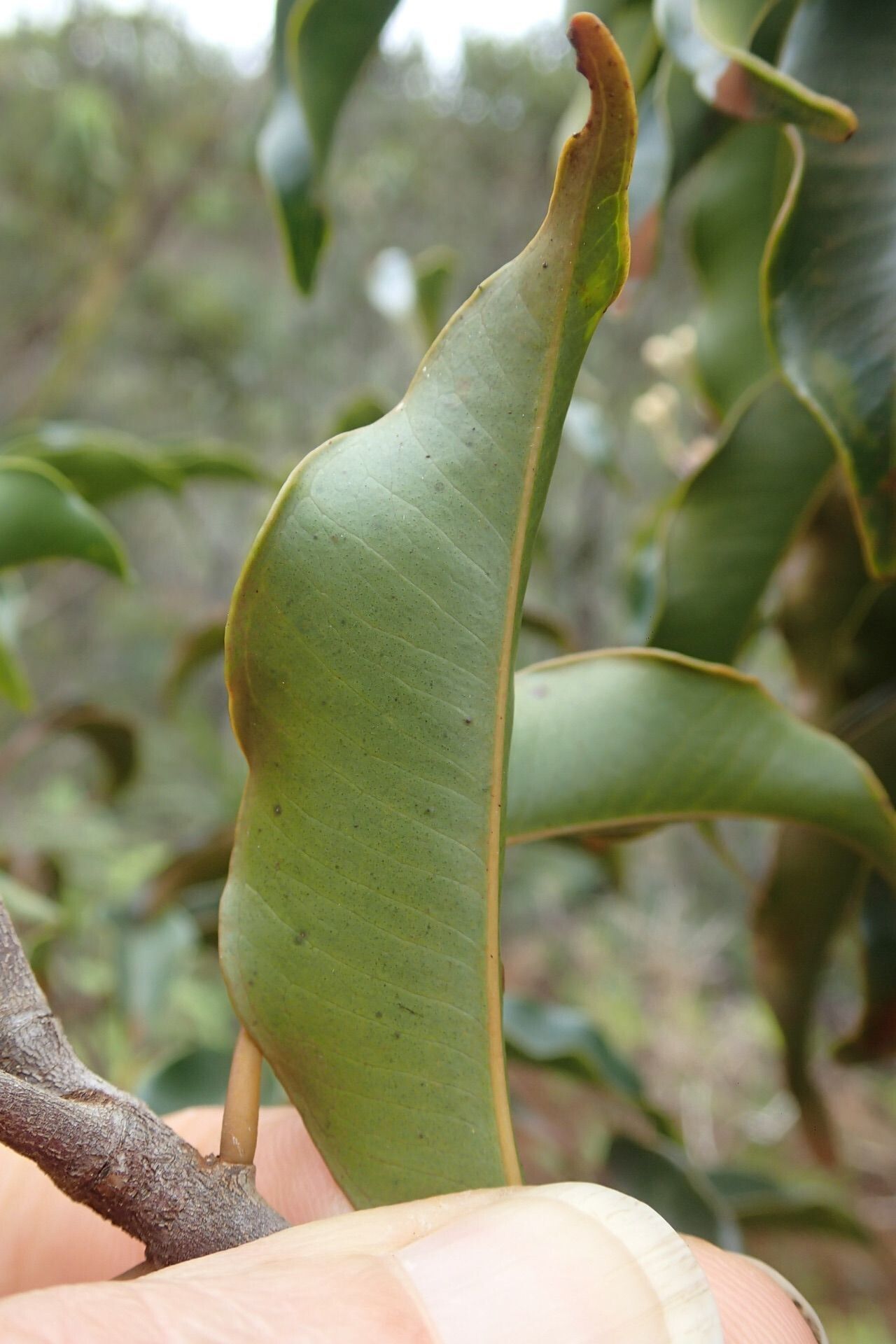 Syzygium austrocaledonicum — houseplant care guide