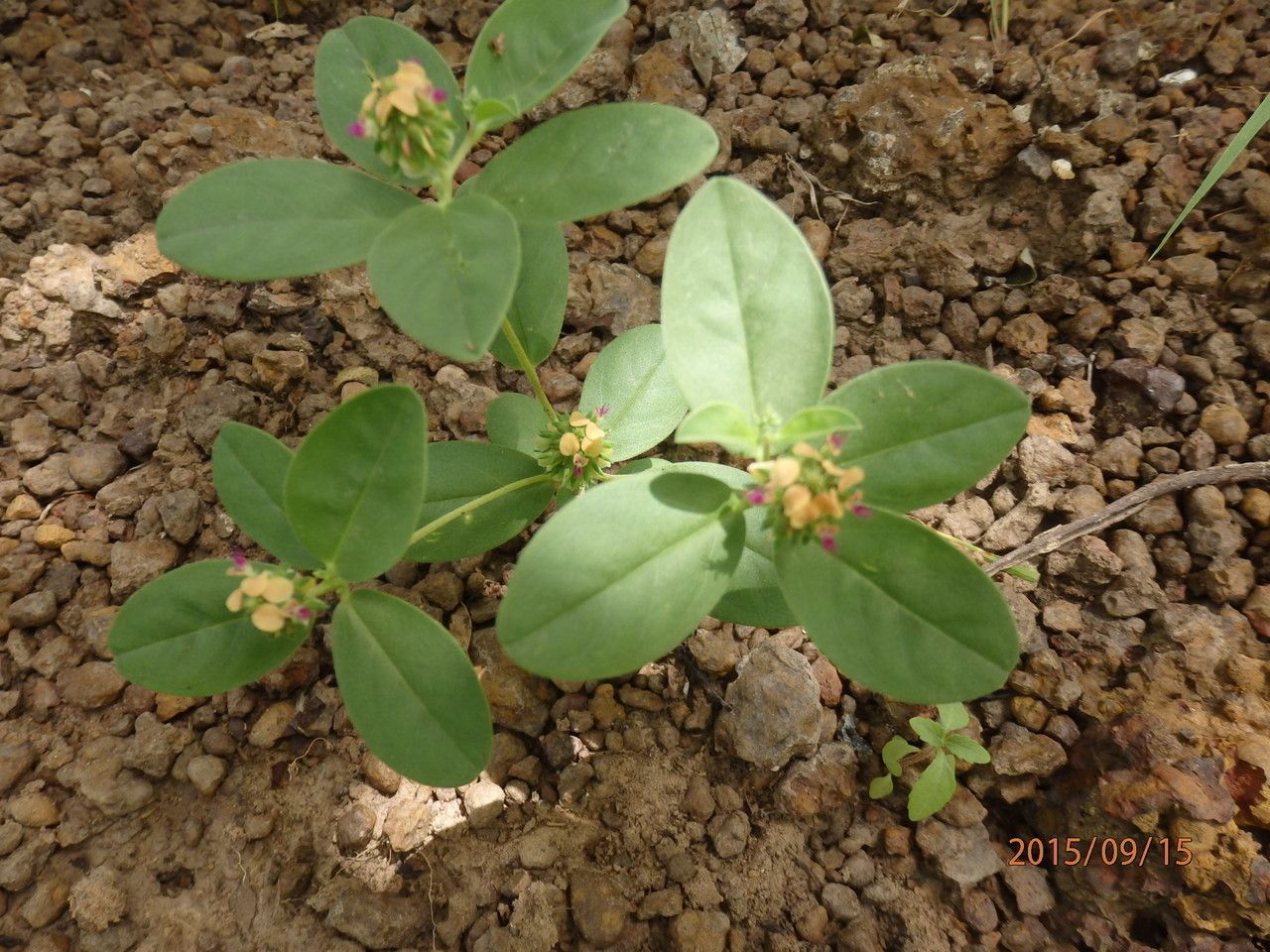 Polygala arenaria habit
