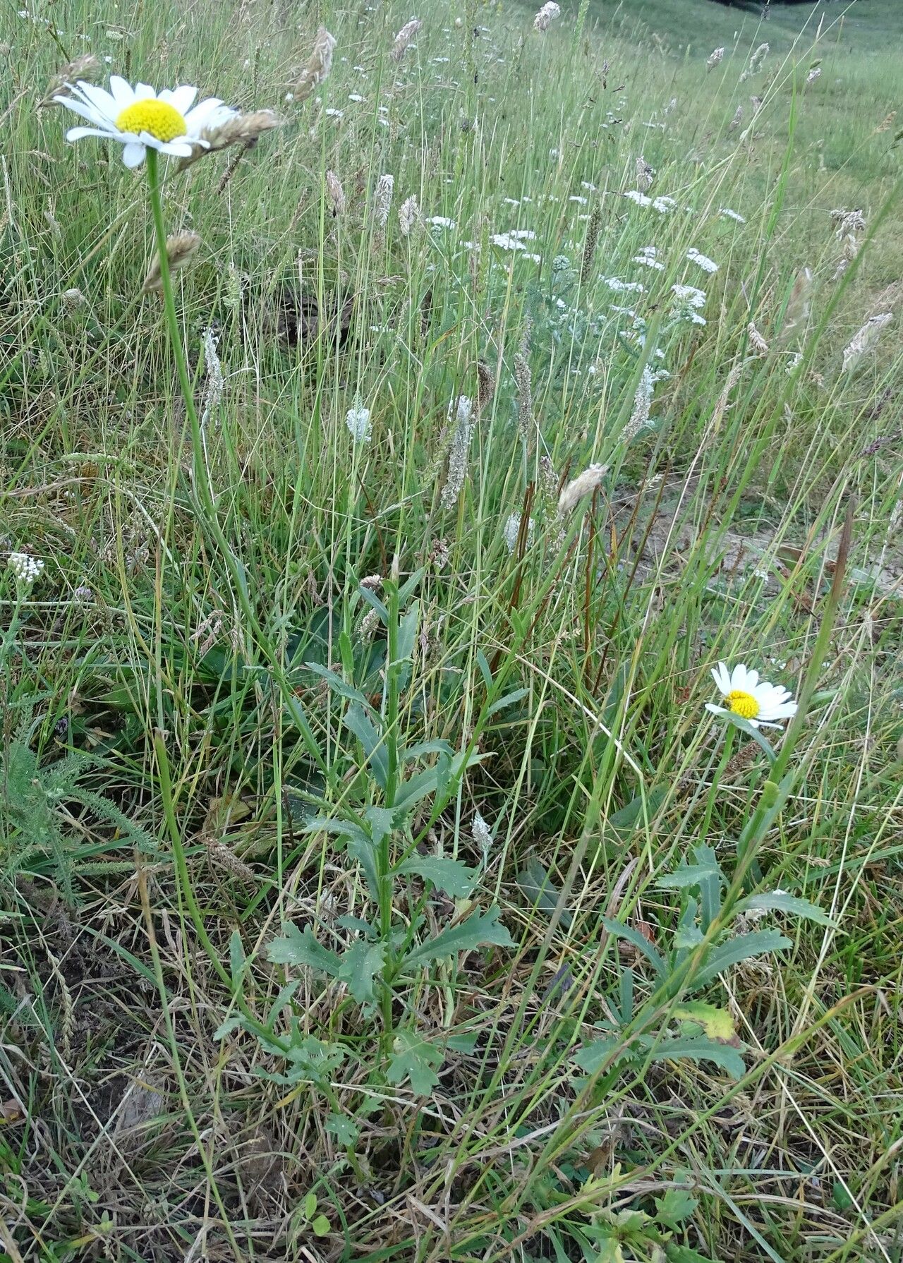 Leucanthemum laciniatum other