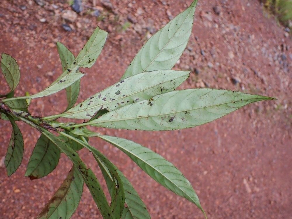 Sabicea apocynacea — related species from the same genus