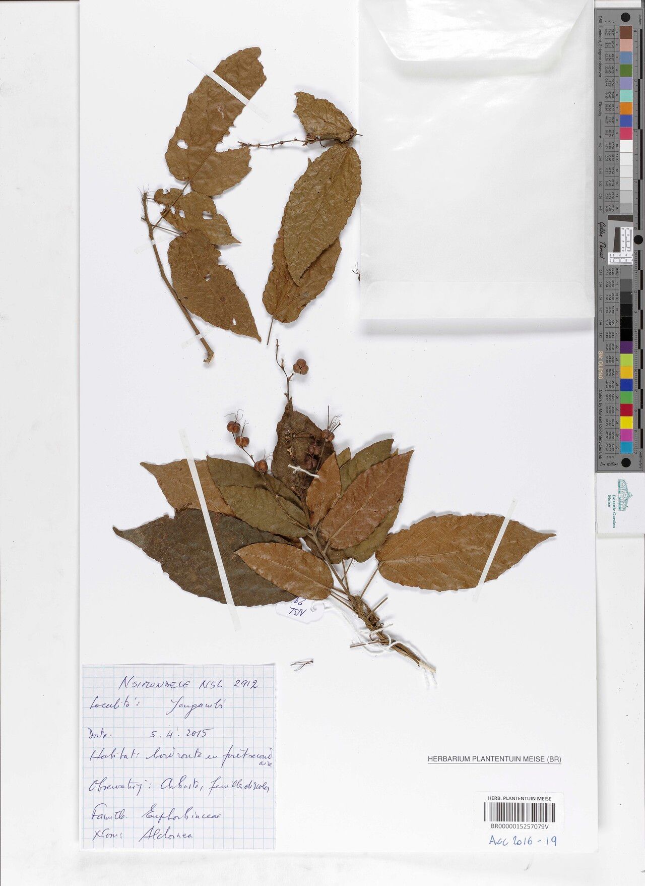 Alchornea yambuyaensis — houseplant care guide