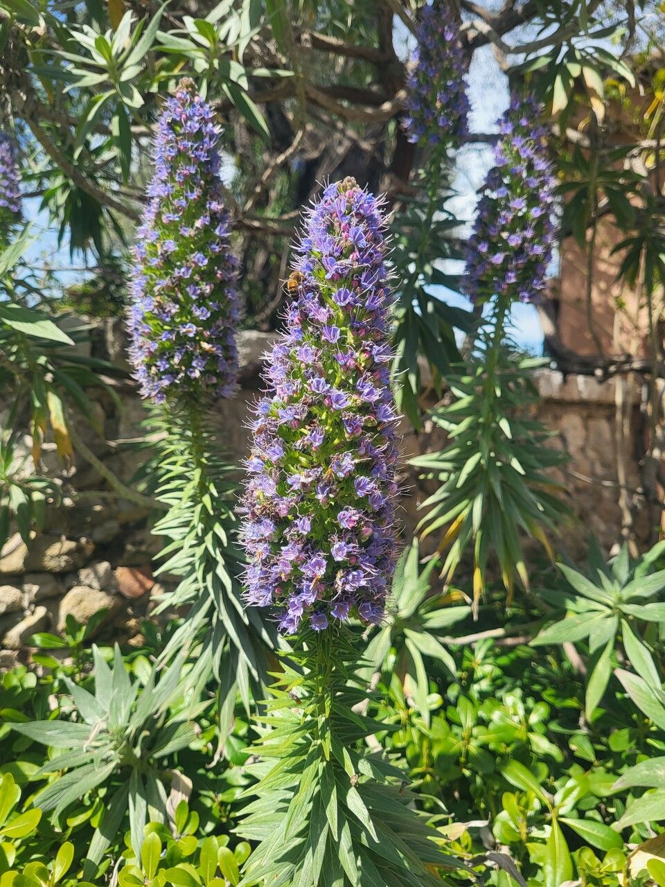 Echium fastuosum flower
